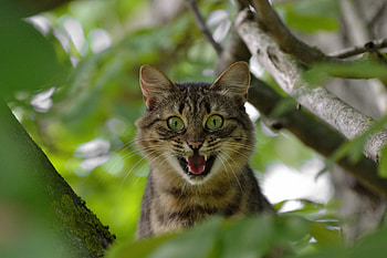Animals, Wood, Cat, Tree, Muzzle, Scream, Cry HD wallpaper