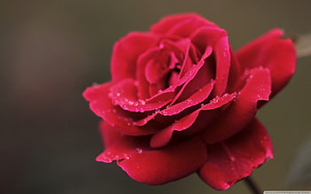 Red Rose, stem, smooth, soft, fragrance, rose, petals, red, base, nature, flowers HD wallpaper