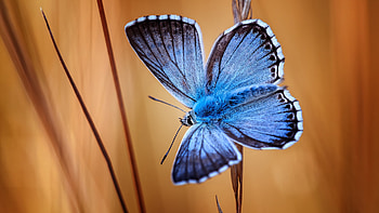 Butterfly, blue, wings, insect HD wallpaper
