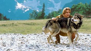 White Fang (Movie), White Fang 2, Myth of the White Wolf, 1994 HD wallpaper