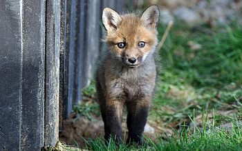 Animals, Grass, Fox, Young, Stroll, Fright, Joey HD wallpaper