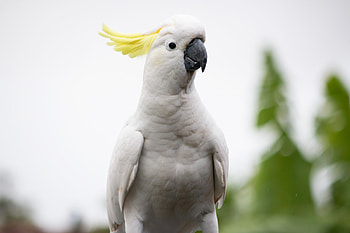 Cockatoo, Animals, Death Metal Song, Second Hand HD wallpaper