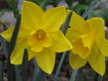 Daffodils for Anne, floral, flowers, daffodils, yellow HD wallpaper