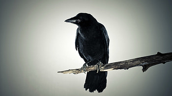 Black crow , Decorative , Brenda houston design HD wallpaper