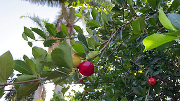Cherry Tree, Acerola cherry tree, Barbados cherries, Healthy fruit HD wallpaper