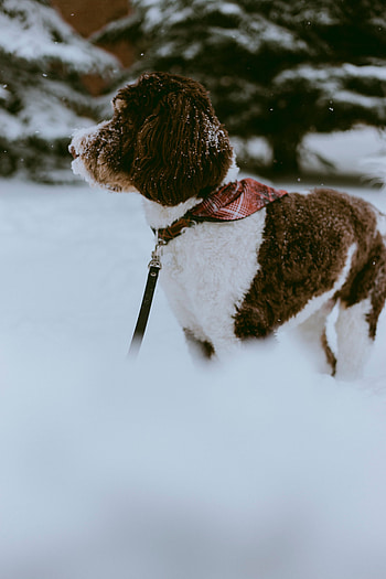 Animals, Winter, Snow, Dog, Pet, Stroll HD phone wallpaper