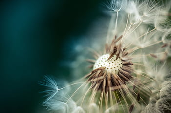 Macro shot showcasing a delicate dandelion seed head, radiating a serene beauty. HD wallpaper