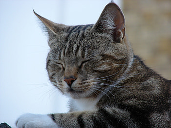 Mad Cat 3, cats, pets HD wallpaper