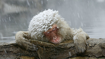 Japanese Macaque, winter, animal, snow HD wallpaper