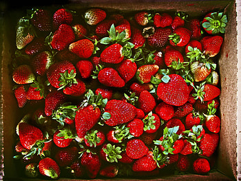 Food, Strawberry, Berries, Ripe, Juicy HD wallpaper