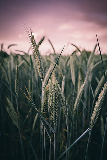 Harvest, farm, green wheat, plants HD phone wallpaper