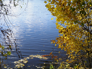 Landscape, Rivers, Trees HD wallpaper
