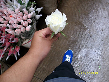 Msh3an rose, rose, white, good, flower HD wallpaper
