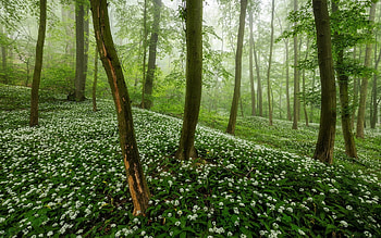 Flowering Forest, mist, flowers, forest, green HD wallpaper