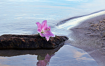 Water lily, nature, water, lake, lily HD wallpaper