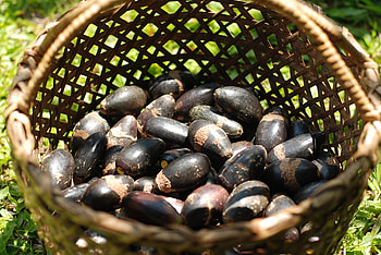 Pili nuts, Food blog, Health benefits, Filipino delicacy HD wallpaper