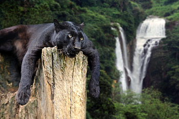 Black Panther, Animal, Laptop HD wallpaper