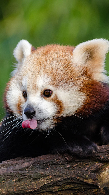 Baby Animal, Red panda mobile , Fluffy and adorable HD phone wallpaper