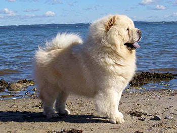 Dog On Beach, cool, dog on beach HD wallpaper
