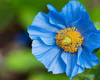 Amazing Blue Flower, blue, amazing, macro, flower HD wallpaper