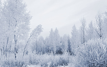 Winter, Nature, Forest, Frost, Hoarfrost, Gray Hair HD wallpaper