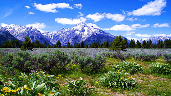 Mount Moran Wildflowers, Grand Tetons NP, plants, blossoms, clouds, sky, mountains, wyoming, usa HD wallpaper