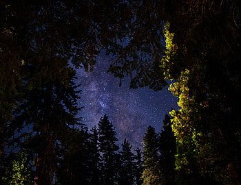 Trees, Sky, Stars, Night, Dark HD wallpaper