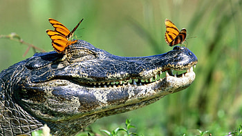 Crocodile Animals - , Mobile Backgrounds HD wallpaper