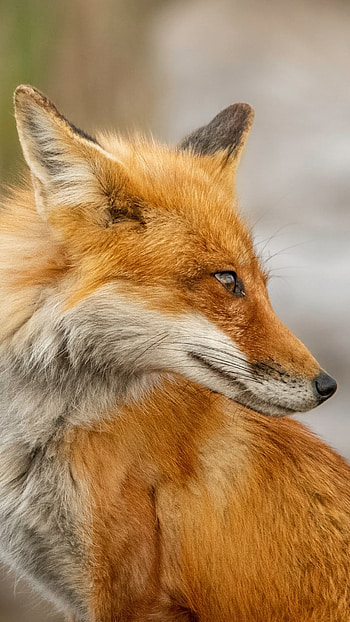 Crimson Gaze — Fox , Animal, fox HD phone wallpaper