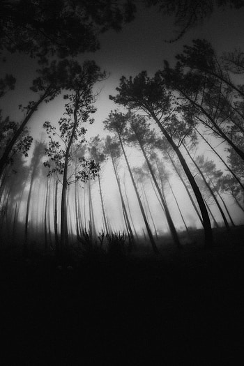 Nature, Trees, Forest, Fog, Bw, Chb HD phone wallpaper