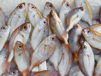 A vibrant display of fresh fish on ice at a seafood market, highlighting marine bounty. HD wallpaper