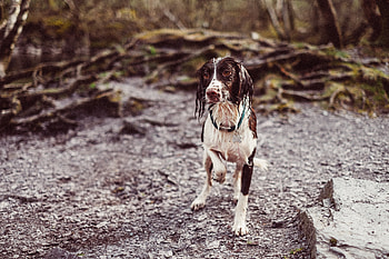 Animals, Dog, Wet, Collar HD wallpaper