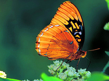 Spring dance, white, black, leaves, butterfly, orange HD wallpaper