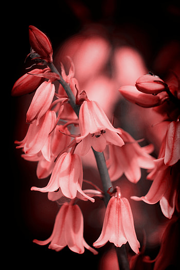 Flower, Flowers, Pink, Bloom, Flowering, Bell HD phone wallpaper