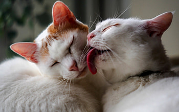 GROOMING TIME, grooming, feline, pets, cars HD wallpaper
