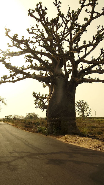 Gambia Travels, Gambia , Unique Gambia HD phone wallpaper
