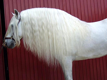 Contrast, spanish, andalusian, horses, white HD wallpaper