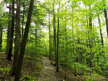 A Walk In The Woods, Nature, graphy, Forest, Path HD wallpaper