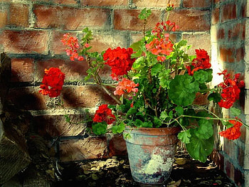 Perfect Light, light, brick, pot, flower HD wallpaper