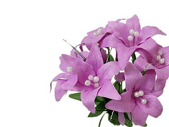 Lilac, white, nature, flower HD wallpaper