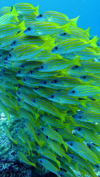 Fish Water, Small Fishes HD phone wallpaper