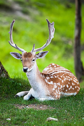 Beautiful animals, Animal graphy, Cute animals, Stunning visuals HD phone wallpaper