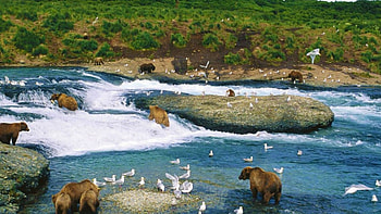 Alaska travels, McNeil River, Alaska , Wildlife wonders HD wallpaper