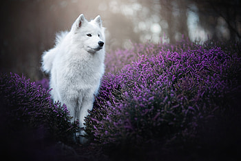 :), summer, purple, dog, white, lavender, flower, caine, vara HD wallpaper