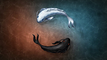 Fish yin yang art, fish, digital, yin yang, art HD wallpaper