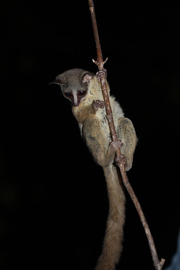 Bush Baby (Galago), Zanzibar bushbaby inaturalist, Galagoides zanzibaricus, Wildlife graphy HD phone wallpaper