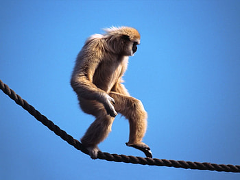 monkey walk, balance, monkey, rope, walk HD wallpaper