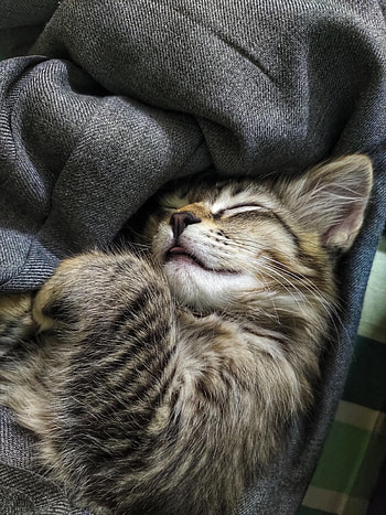 Funny, Animals, Cat, Pet, Nice, Sweetheart HD phone wallpaper
