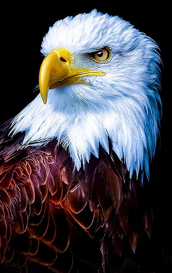 How Eagle hunt its prey? in 2020. Eagle , Eagle , Bald eagle, Bald Eagle Cool HD phone wallpaper