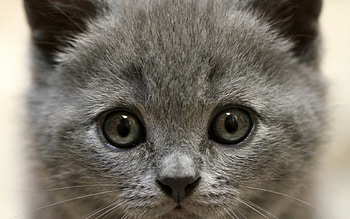 Kitten, animal, skin, grey, cute, cat HD wallpaper